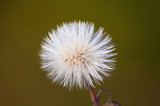 Fototapeta Dmuchawce - The plant is beautiful fluffy prickly. Autumn summer and changes in nature.
