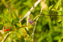 Purple And Yellow Nightshade Blooms Hanging From Green Vine