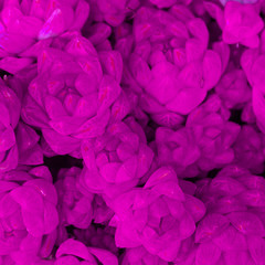  Cactus creative background. Purple fashion colorful concept