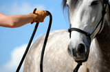Fototapeta  - horsemanship training