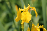 Yellow flower of Iris pseudacorus on green background