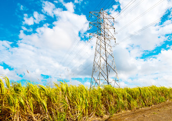 Plantation of sugar cane with transmission tower on Mauritius Island. Agriculture and power gereneration in tropical climate. Renewable energy source.