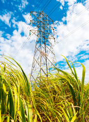 Wall Mural - Plantation of sugar cane with transmission tower on Mauritius Island. Agriculture and power gereneration in tropical climate. Renewable energy source.