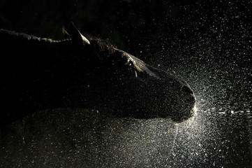 horse playing with water