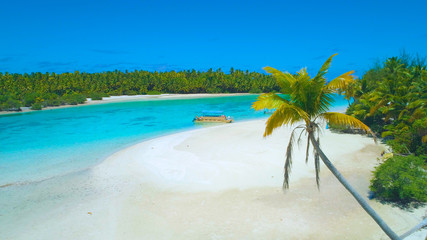 Wall Mural - DRONE: Crooked palm tree stretched over the sandy beach and two tourist boats.