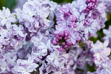 Natural lilac background.