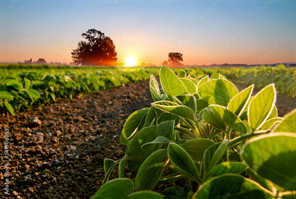 Soybean field and soy plants in early morning. - obrazy, fototapety, plakaty 