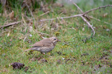 Çayır incirkuşu » Meadow Pipit » Anthus pratensis