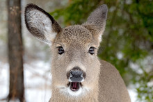 A Whitetail Deer With Her Mouth Open. Closeup View, She Is Looking At The Camera. It Is Lightly Snowing. Focus Is On Her Eyes.