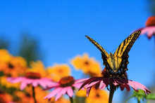 Swallowtail Butterfly In A Flower Garden With Echinacea Cone Flower