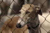 Fototapeta  - greyhound in a cage