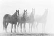 Black and white photo of ranch horses in a row, fading into a dusty background.