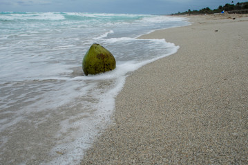 coconut washed by waves lying on the sand