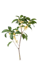 Wall Mural - Osmanthus fragrans on white background