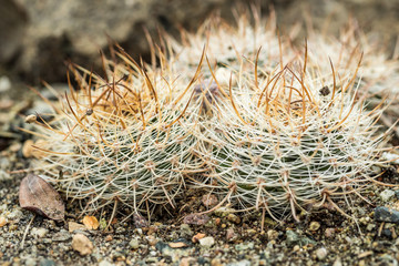 close up of ball shaped cactus with long spikes grown on rocky ground