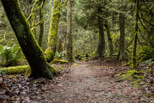 Muddy Path Inside Damp Forest With Green Moss Covered Trees On Both Sides