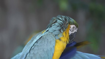 Wall Mural - blue and yellow Macaw, Ara ararauna