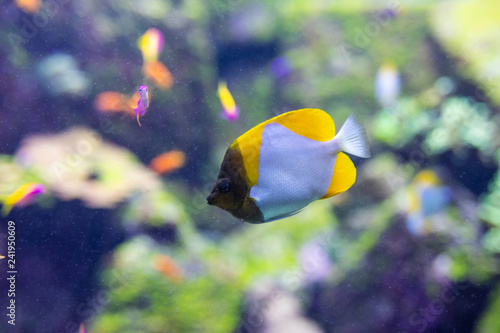 Fotografie, Tablou Fish color surgeon reflection floating in the aquarium