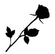 Black silhouette of rose flower isolated on white background.