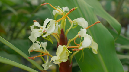 Tropical ginger Hedychium from Borneo, flowering plant whose rhizome and root , flower of beautiful white flower bloom, greenhouse cultivation to conserve the genofond