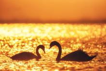 Heart Shape Of White Swans In The Sea.