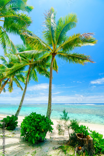 Fotografie, Obraz An idyllic beach with palm trees in Rarotonga in the Cook Islands