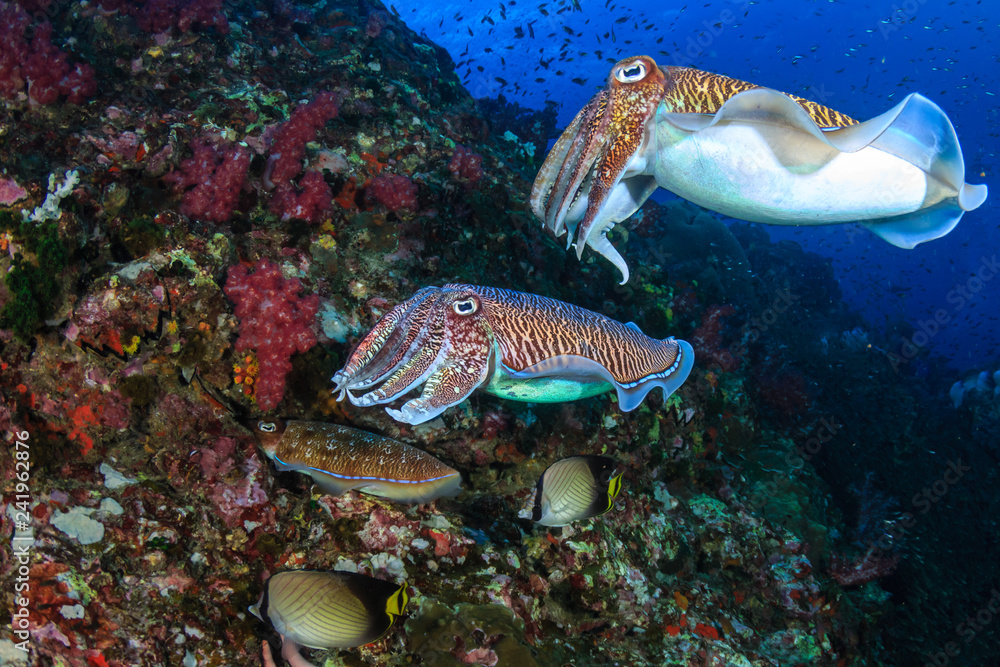 Pharaoh Cuttlefish mating and laying eggs on a tropical coral reef - obrazy, fototapety, plakaty 