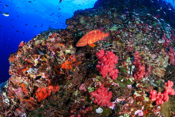 Colorful Coral Grouper swimming over a healthy tropical coral reef in Thailand