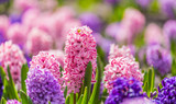 Large flower bed with multi-colored hyacinths, traditional easter flowers, flower background, easter background