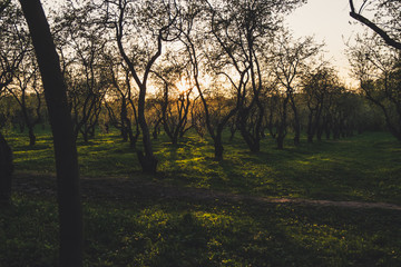 Wall Mural - beautiful sunset in apple garden
