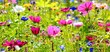 Blumenwiese im Sommer - Hintergrund Panorama - Wildblumen Blumen Wiese