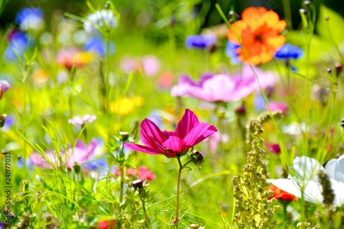 Blumenwiese im Sommer - Wil...