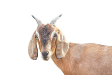 Brown Goat Head Standing And Looking At Camera Isolated On White Background ,apra Aegagrus Hircus Relaxed Time