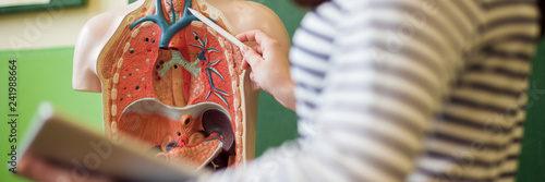 Fotografía Young female teacher in biology class, holding digital tablet and teaching human body anatomy, using artificial body model to explain internal organs