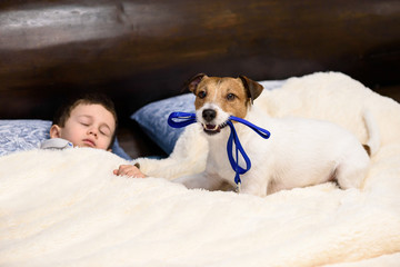 Wall Mural - Child boy sleeping in bed and his dog wishing to go for walk