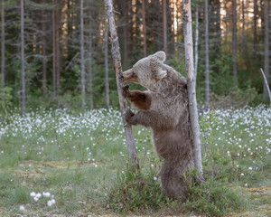 Wall Mural - brown bear (ursus arctos) standing on his hind legs licking honey