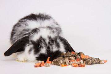 Wall Mural - little rabbit eating food on a white background