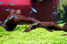 Selected Focused On Small Habitat Inside The Glass Aquarium. Small Fish Is Released Inside The Aquarium.