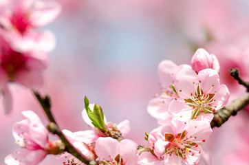 Wall Mural - beautiful peach blossom