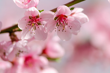 Wall Mural - beautiful peach blossom