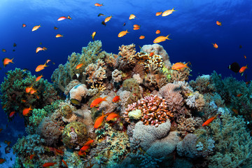 Coral reefs Red Sea. General plan underwater.