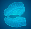 human jaw. 3d vector layout. medicine and health