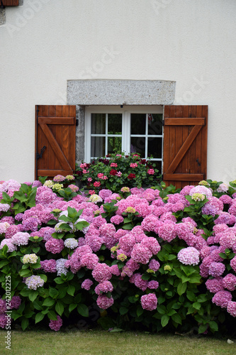 Hortensien An Einem Haus In Der Bretagne Buy This Stock Photo