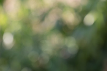 bokeh of tree leaves for nature background and save green concept,soft and blur out of focus, made w