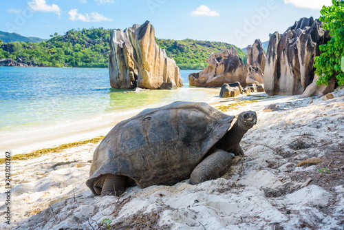 Cuadros en Lienzo Aldabra giant tortoise, Turtle in Seychelles on the beach near to Praslin