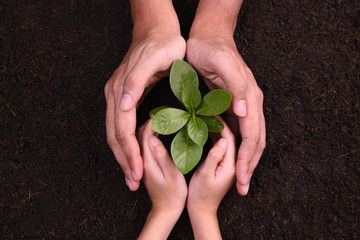 Poster - People's hands cupping protectively around young plant