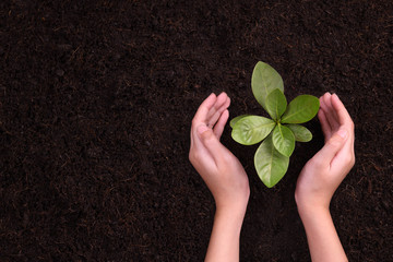 People's hands cupping protectively around young plant