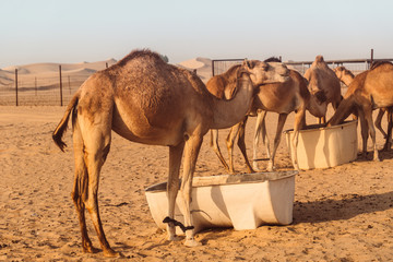 Wall Mural - Wild Camels in the desert