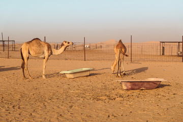 Wall Mural - Wild Camels in the desert