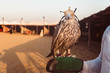 Eagle in the desert of Abu Dhabi